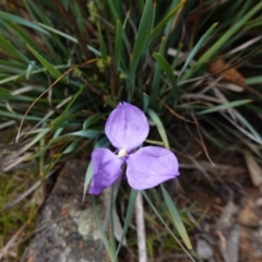 Patersonia sericea var. sericea at QPRC LGA - 13 Mar 2024 11:43 AM