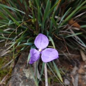 Patersonia sericea var. sericea at QPRC LGA - 13 Mar 2024 11:43 AM