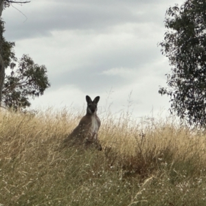 Notamacropus rufogriseus at Bonner, ACT - 14 Mar 2024 06:44 PM