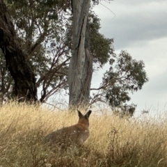 Notamacropus rufogriseus at Bonner, ACT - 14 Mar 2024 06:44 PM