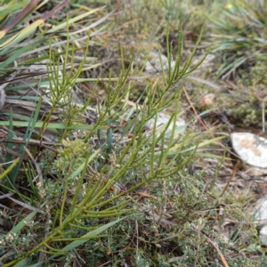 Choretrum pauciflorum at Tallaganda State Forest - 13 Mar 2024