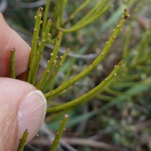 Choretrum pauciflorum at Tallaganda State Forest - 13 Mar 2024 11:45 AM