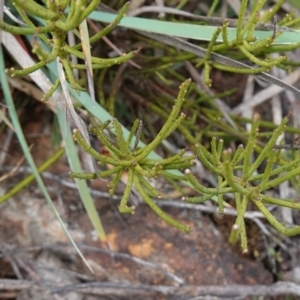 Choretrum pauciflorum at Tallaganda State Forest - 13 Mar 2024 11:45 AM