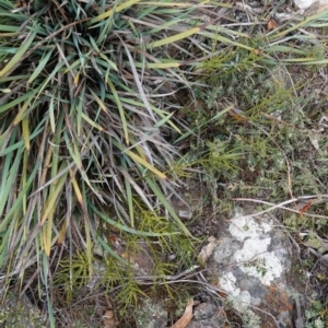 Choretrum pauciflorum at Tallaganda State Forest - 13 Mar 2024 11:45 AM