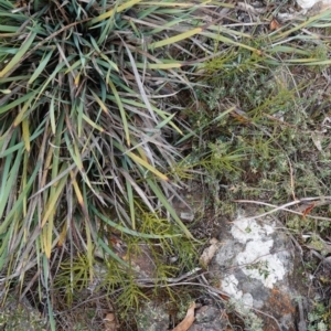 Choretrum pauciflorum at Tallaganda State Forest - 13 Mar 2024