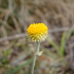 Chrysocephalum apiculatum (Common Everlasting) at Tallaganda State Forest - 13 Mar 2024 by RobG1