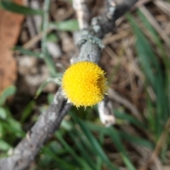 Chrysocephalum apiculatum at Tallaganda State Forest - 13 Mar 2024