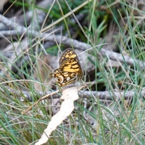 Oreixenica lathoniella at Tallaganda State Forest - 13 Mar 2024