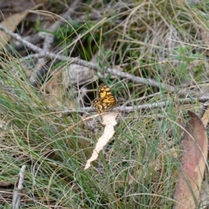 Oreixenica lathoniella at Tallaganda State Forest - 13 Mar 2024