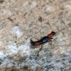 Paederus sp. (genus) at Ainslie, ACT - 22 Dec 2023