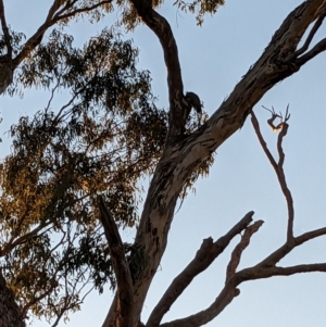 Callocephalon fimbriatum at Mount Ainslie - 24 Sep 2023