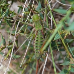 Chlorodectes montanus (Montane green shield back katydid) at Tallaganda State Forest - 13 Mar 2024 by RobG1