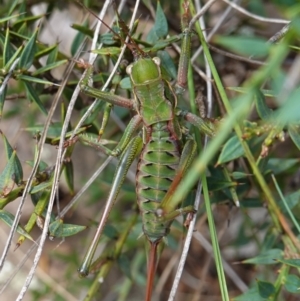 Chlorodectes montanus at Tallaganda State Forest - 13 Mar 2024