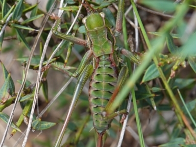 Chlorodectes montanus (Montane green shield back katydid) at Tallaganda State Forest - 13 Mar 2024 by RobG1