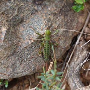 Chlorodectes montanus at Tallaganda State Forest - 13 Mar 2024