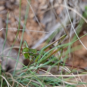 Chlorodectes montanus at Tallaganda State Forest - 13 Mar 2024