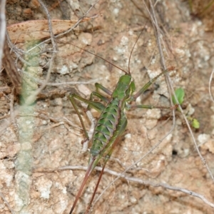 Chlorodectes montanus at Tallaganda State Forest - 13 Mar 2024