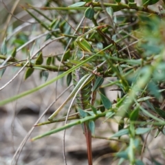 Chlorodectes montanus at Tallaganda State Forest - 13 Mar 2024