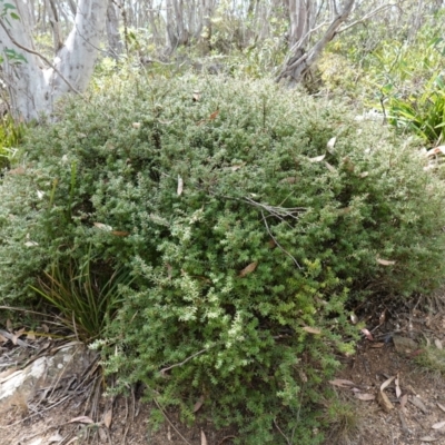 Acrotriche leucocarpa (Tall Acrotriche) at Jingera, NSW - 13 Mar 2024 by RobG1