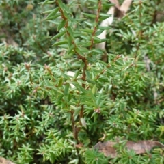 Acrotriche leucocarpa at Jingera, NSW - 13 Mar 2024