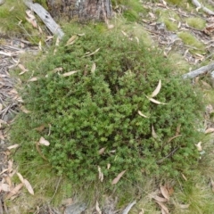 Acrotriche leucocarpa at Jingera, NSW - 13 Mar 2024