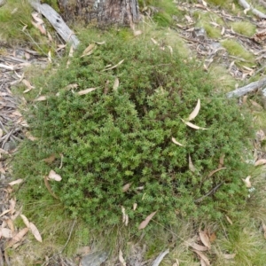 Acrotriche leucocarpa at Jingera, NSW - 13 Mar 2024