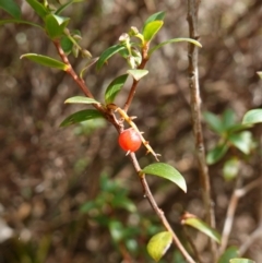 Leucopogon gelidus at Jingera, NSW - 13 Mar 2024 by RobG1