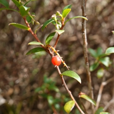 Leucopogon gelidus at Jingera, NSW - 13 Mar 2024 by RobG1