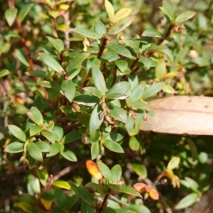 Leucopogon gelidus at Jingera, NSW - Canberra & Southern Tablelands