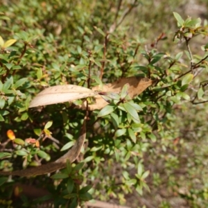 Leucopogon gelidus at Jingera, NSW - 13 Mar 2024