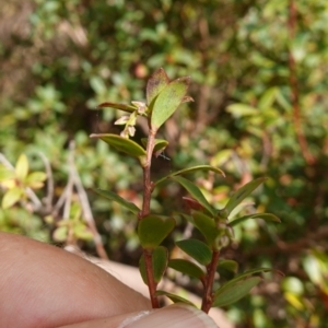 Leucopogon gelidus at Jingera, NSW - 13 Mar 2024