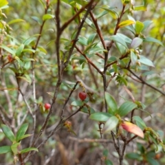 Leucopogon gelidus at Jingera, NSW - 13 Mar 2024