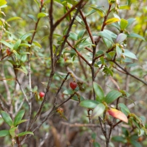 Leucopogon gelidus at Jingera, NSW - 13 Mar 2024 12:24 PM