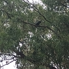 Callocephalon fimbriatum (Gang-gang Cockatoo) at Phillip, ACT - 14 Mar 2024 by shube