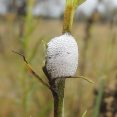 Cercopidae (family) (Unidentified spittlebug or froghopper) at Mulligans Flat - 4 Nov 2023 by michaelb