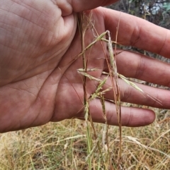 Hyparrhenia hirta (Coolatai Grass) at Kaleen, ACT - 15 Mar 2024 by HarleyB