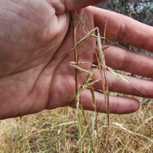 Hyparrhenia hirta at O'Connor Ridge to Gungahlin Grasslands - 15 Mar 2024 11:17 AM