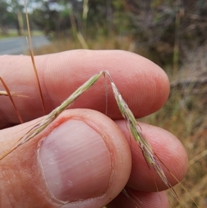 Hyparrhenia hirta at O'Connor Ridge to Gungahlin Grasslands - 15 Mar 2024 11:17 AM