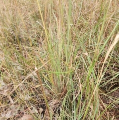 Hyparrhenia hirta at O'Connor Ridge to Gungahlin Grasslands - 15 Mar 2024 11:17 AM