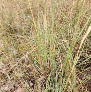 Hyparrhenia hirta at O'Connor Ridge to Gungahlin Grasslands - 15 Mar 2024