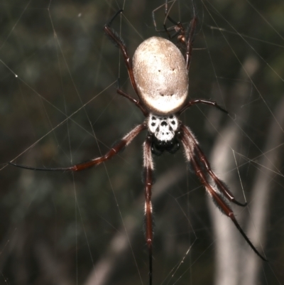 Trichonephila edulis (Golden orb weaver) at Ainslie, ACT - 12 Mar 2024 by jb2602