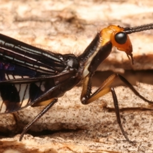 Porismus strigatus at Mount Ainslie - 12 Mar 2024