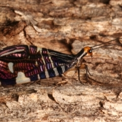 Porismus strigatus at Mount Ainslie - 12 Mar 2024