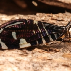 Porismus strigatus at Mount Ainslie - 12 Mar 2024