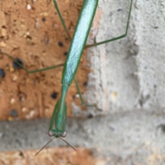 Pseudomantis albofimbriata (False garden mantis) at Braddon, ACT - 15 Mar 2024 by Hejor1