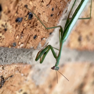 Pseudomantis albofimbriata at Braddon, ACT - 15 Mar 2024 10:51 AM