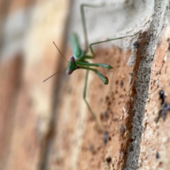 Pseudomantis albofimbriata at Braddon, ACT - 15 Mar 2024 10:51 AM