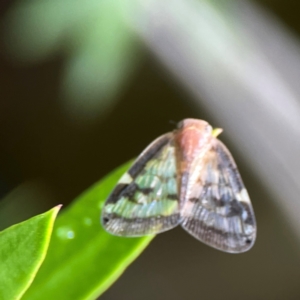 Scolypopa australis at Braddon, ACT - 15 Mar 2024