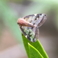 Scolypopa australis at Braddon, ACT - 15 Mar 2024 11:37 AM