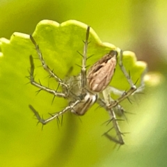Oxyopes (genus) (Lynx spider) at Braddon, ACT - 15 Mar 2024 by Hejor1